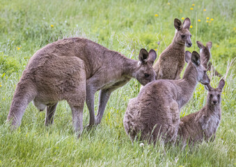 Kangaroos (Macropodidae), Australia	