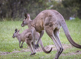Kangaroos jumping (Macropodidae), Australia