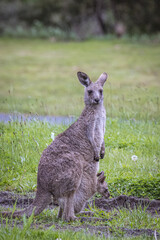 Kangaroo (Macropodidae), Australia	