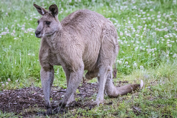 Kangaroo (Macropodidae), Australia