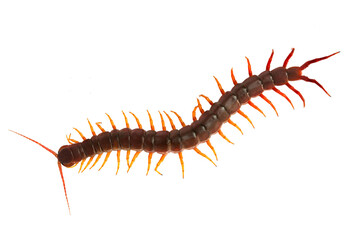 Centipede (Scolopendra sp.) Giant centipede isolated on transparent background. The top view of a living centipede, high resolution images shot in a studio room. png file.