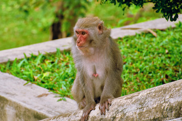 Monkeys at the LinUng Buddhist Temple on the Seoncha Peninsula near Da Nang, Vietnam.