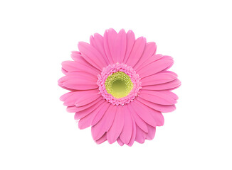 Pink gerbera flower isolated on white background png. Ai generated