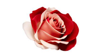 Red and white color rose on white background. Rose flower png. Ai generated