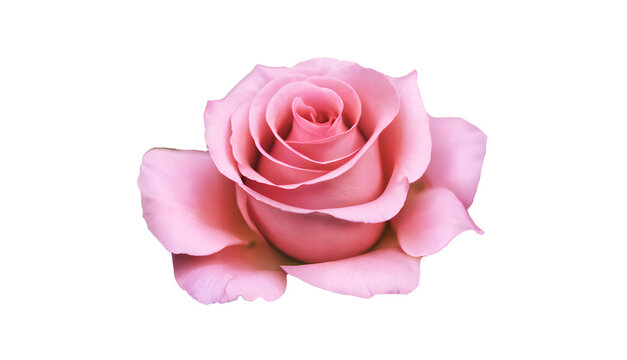 pink rose isolated on white backgroun png. generative ai