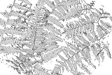 black and white fern leaf texture, grunge background for your design