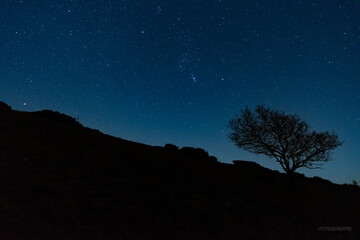 Fototapeta na wymiar Stars and tree silhouette, night time