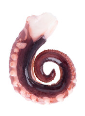 Squid tentacles isolated on white background. Fresh raw gigant squid. Top view.