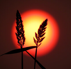 Landscape fantastic sunset on the wheat field sunbeams glare. Golden ears of wheat on the field....