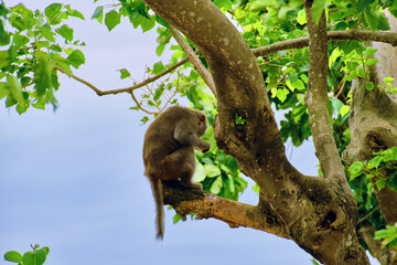 Monkeys at the LinUng Buddhist Temple on the Seoncha Peninsula near Da Nang, Vietnam.