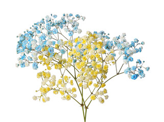 Fototapeta na wymiar Beautiful colorful gypsophila flowers on white background