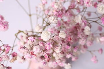 Beautiful gypsophila flowers on white background, closeup