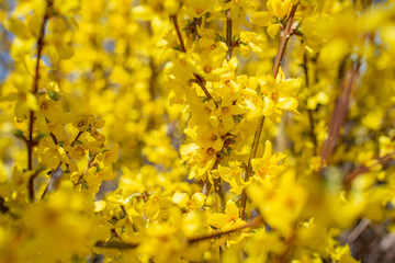 Obraz premium forsythia bush blossom in spring