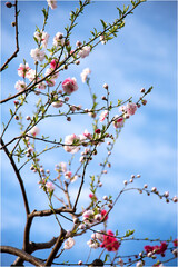 青空の下の桃色や赤色の花の桜