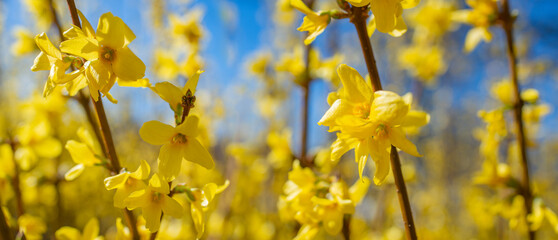 forsythia bush blossom in spring