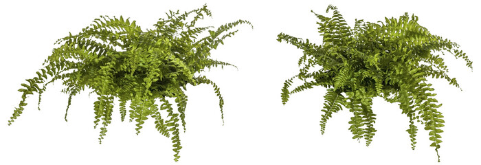selection of green leaves of fern plant isolated on a transparent background - png - image compositing footage - alpha channel - jungle, forest, wood - 581793021