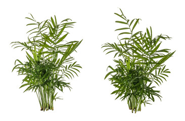 Fototapeta premium selection of green leaves of fern plant isolated on a transparent background - png - image compositing footage - alpha channel - jungle, forest, wood