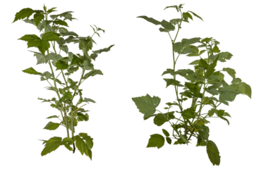 a set of green leaves of a redberry bush / blackberry bush isolated on transparent background - png - image compositing footage - forest - jungle - nature - elements