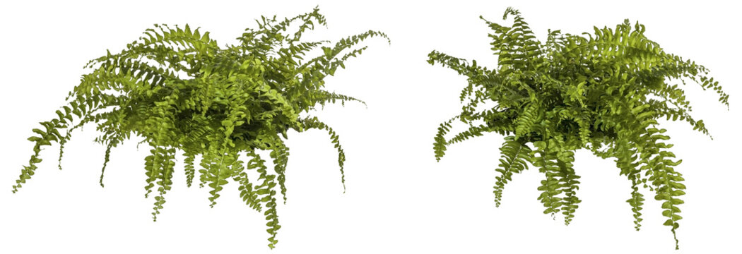 selection of green leaves of fern plant isolated on a transparent background - png - image compositing footage - alpha channel - jungle, forest, wood