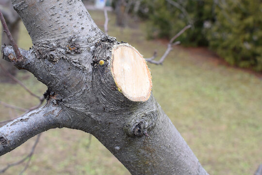 Proper pruning of a thick branch.