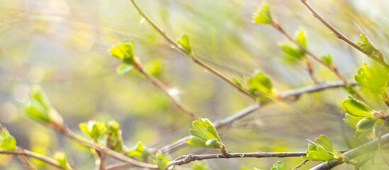 first young spring leaves in the sunlight, nature background