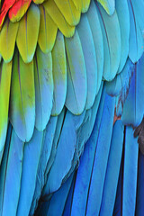 Fototapeta premium Macaw feathers