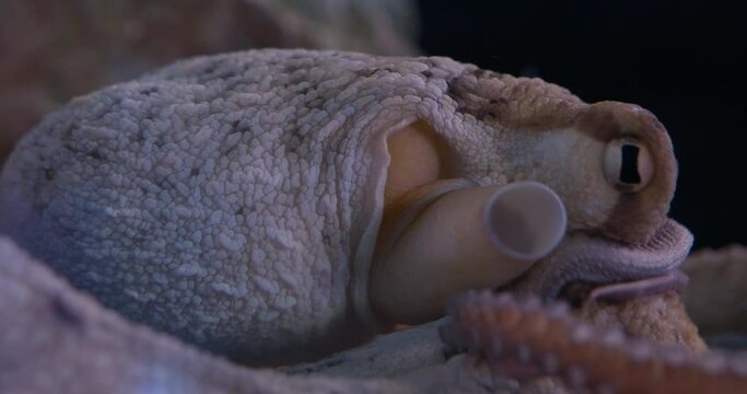 Respiratory system of the Octopus vulgaris, showcasing the intricate process of breathing in these fascinating creatures