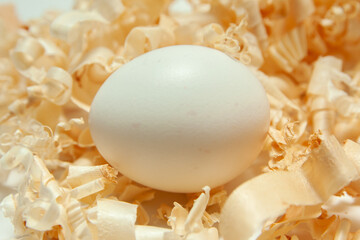 egg in shavings