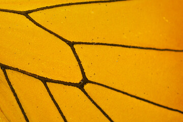 yellow Butterfly Wing