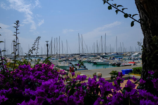purple Bougainvillea across boats and yachts in the marina of Lavagna, Liguria, Italy. Coast view	
