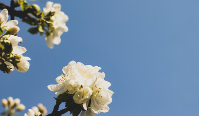 Close-up of flowering tree branches in spring against blue sky. Natural background. Waking of nature