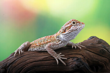 Bearded dragon on the branch wood