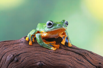 Rhacophorus reinwartdii, flying tree frog on the branch leaf
