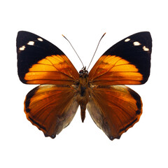 orange butterfly