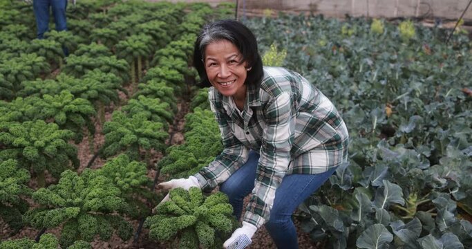 Asian senior woman collecting organic vegetables outdoor at farm plantation - Local food product and sustainable work concept