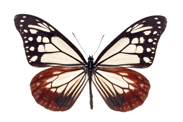 Fototapeta premium Beautiful butterfly