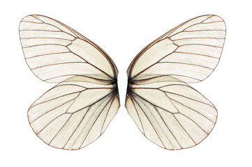 white butterfly wing