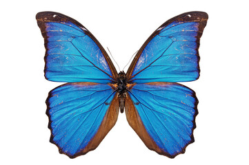 Obraz na płótnie Canvas blue butterfly