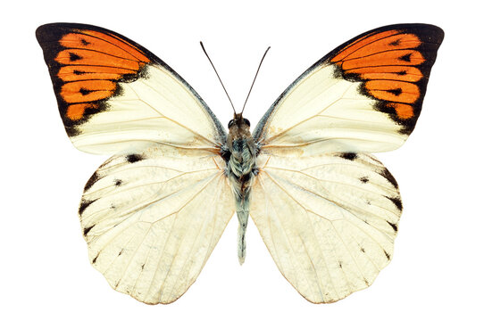 white and orange butterfly