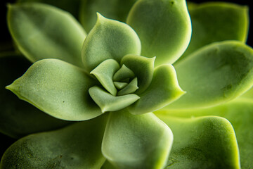 close up of a plant