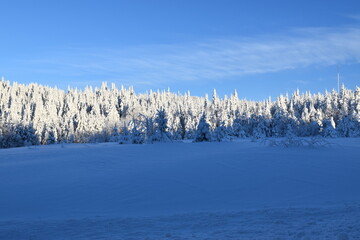 A softwood forest in winter, Québec Canada