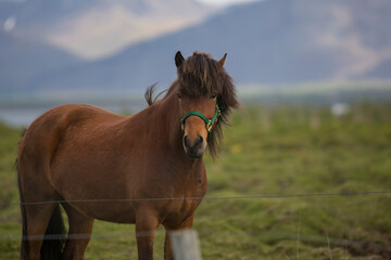Obraz premium Horse during amazing sunset in Iceland with beautiful view 
