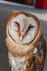 close-up cute barn owl bird face