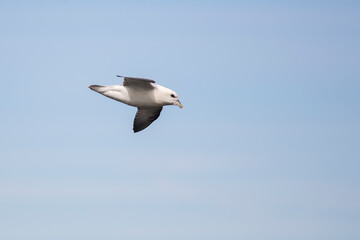 Arctic Tern in Iceland during fly, amazing fast bird,close up detail view, wildlife shooting in Iceland, travel photo tip, traveling over the world, Akranes 