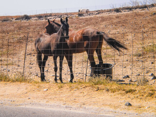 Herd of Wild Horses, Santorini, Greece