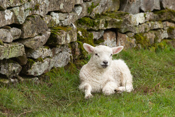 Close up of a newborn lamb in early Springtime, lying down behind a drystone wall out of the cold wind and rain and facing forward.  Yorkshire Dales, UK.  Horizontal.  Copy space