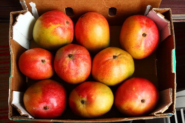 fresh organic mango fruit closeup isolated in box,selective focus