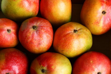 fresh organic mango fruit closeup isolated,selective focus