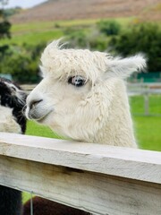 Fototapeta premium white alpaca in the farm