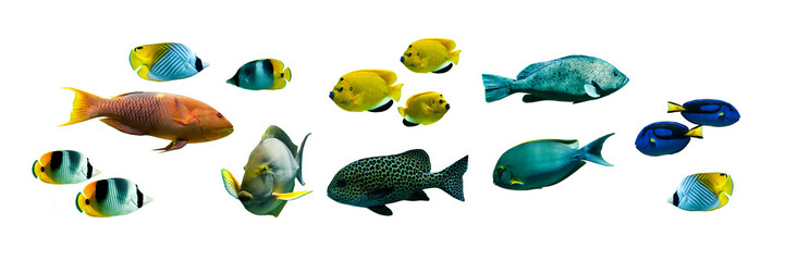 Collection set of colorful tropical fishes isolated on transparent panoramic background, fish...